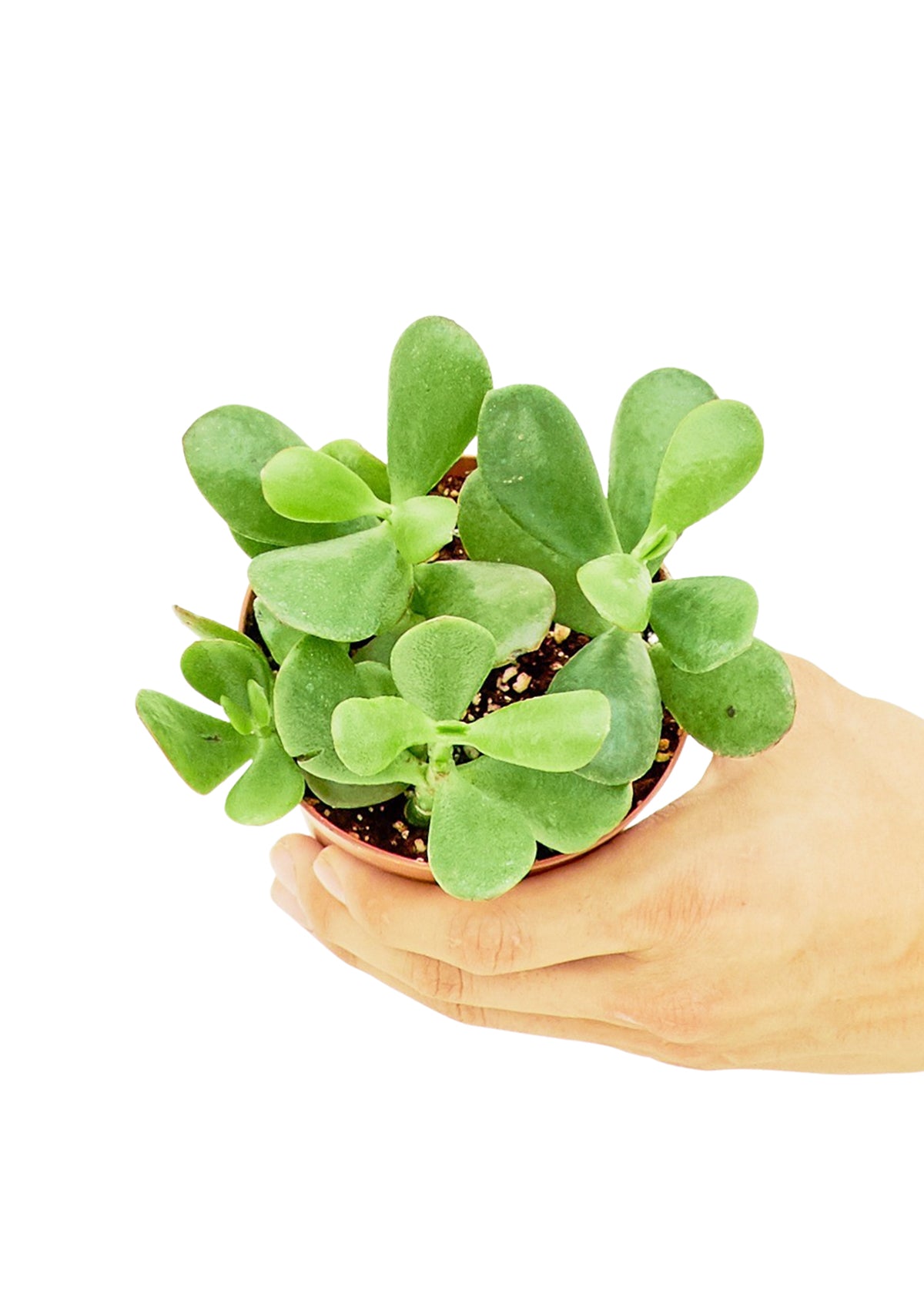 Small size Jade Plant in a growers pot with a white background with a hand holding the pot showing the top view