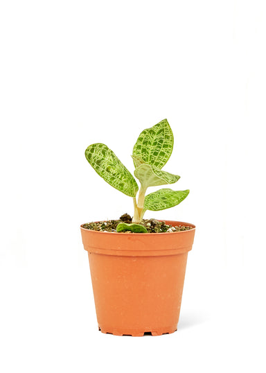 Small size Lightning Jewel Orchid in a growers pot with a white background