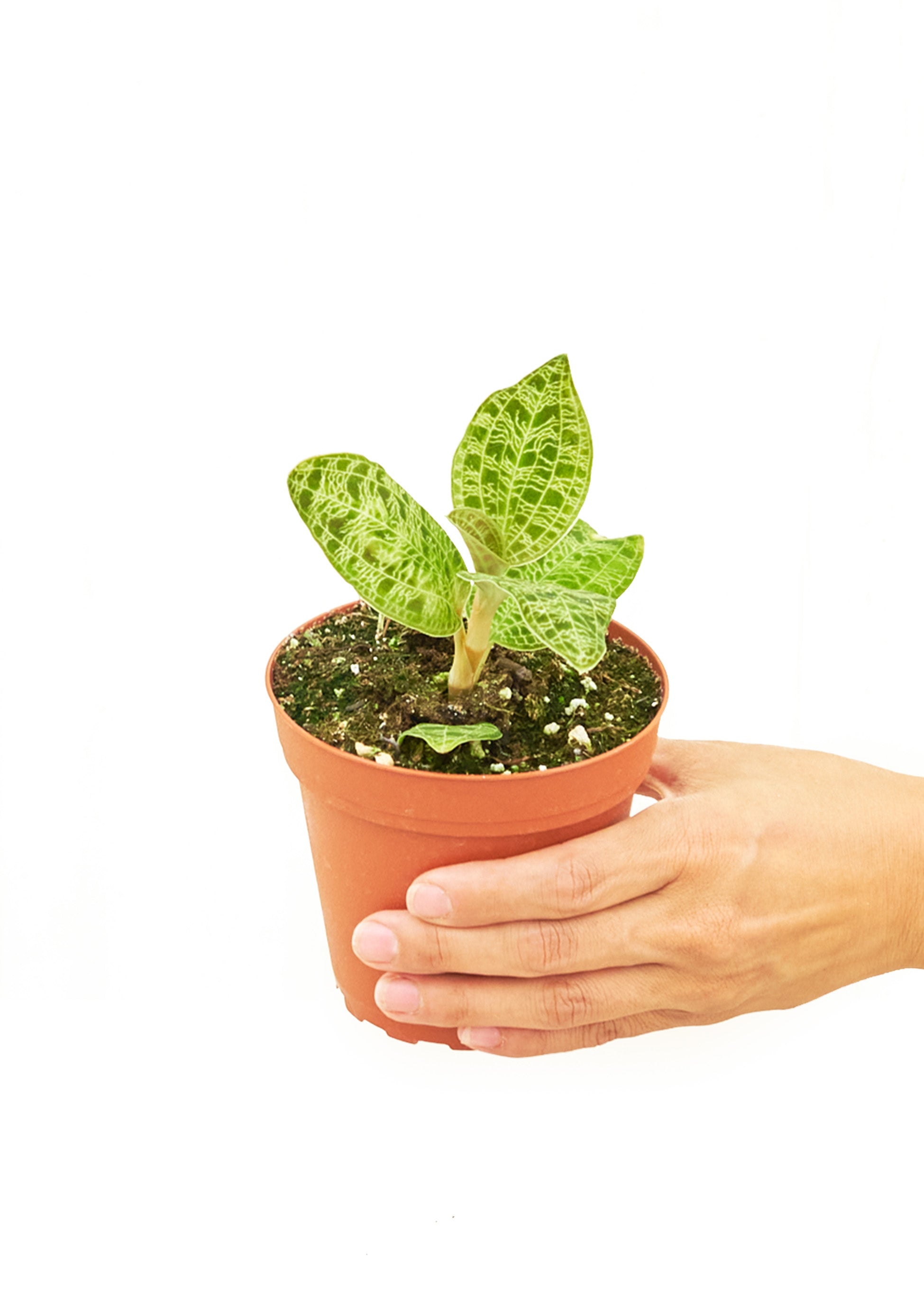 Small size Lightning Jewel Orchid in a growers pot with a white background with a hand holding the pot showing the top view