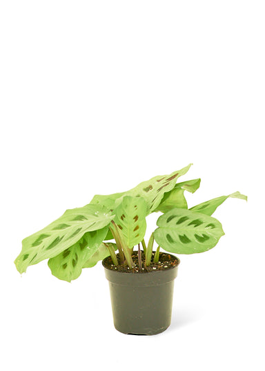 Small sized Beauty Kim Prayer Plant in a growers pot with a white background