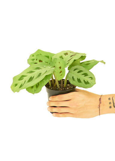 Small sized Beauty Kim Prayer Plant in a growers pot with a white background with a hand holding the pot