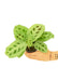 Small sized Beauty Kim Prayer Plant in a growers pot with a white background with a hand holding the pot showing the top view