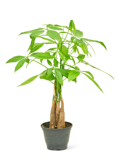 Small size Braided Money Tree plant in a growers pot with a white background