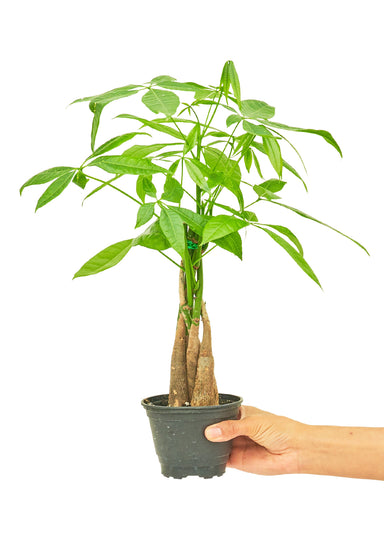 Small size Braided Money Tree plant in a growers pot with a white background and a hand holding the pot