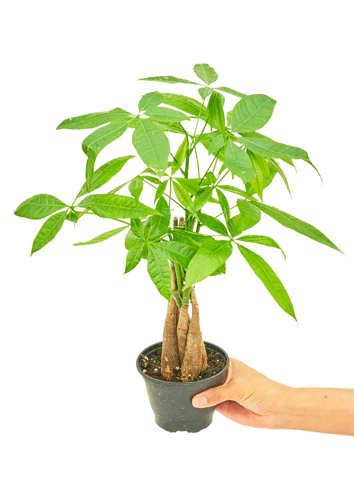 Small size Braided Money Tree plant in a growers pot with a white background and a hand holding the pot showing the top view