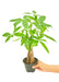 Small size Braided Money Tree plant in a growers pot with a white background and a hand holding the pot showing the top view