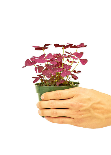 Small size False Shamrock Plant in a growers pot with a white background with a hand holding the pot