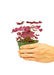 Small size False Shamrock Plant in a growers pot with a white background with a hand holding the pot