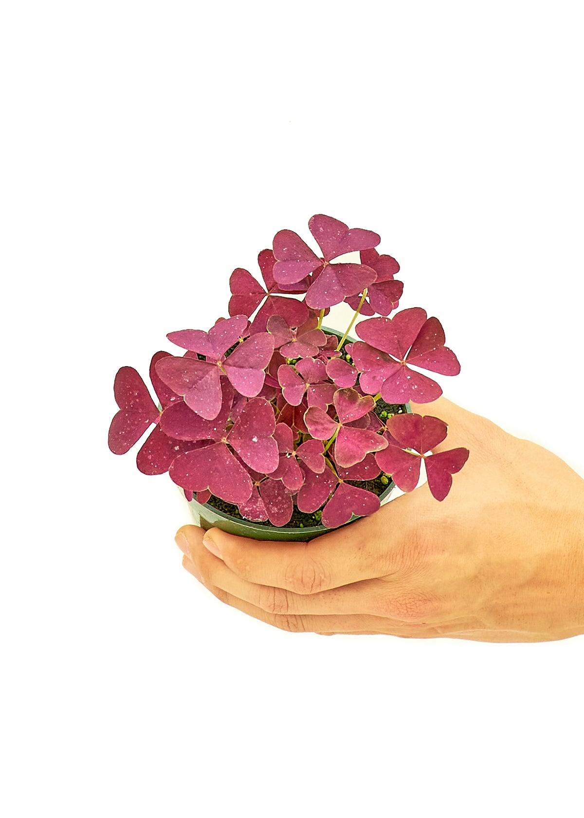 Small size False Shamrock Plant in a growers pot with a white background with a hand holding the pot showing the top view