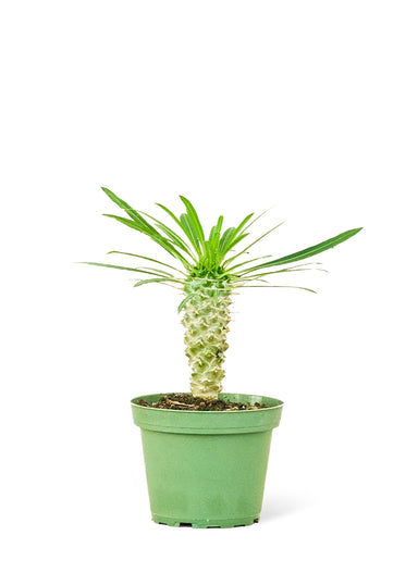 Small size Madagascar Palm in a growers pot with a white background