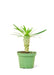 Small size Madagascar Palm in a growers pot with a white background