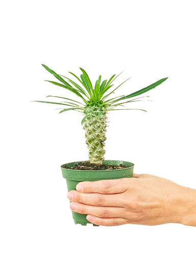 Small size Madagascar Palm in a growers pot with a white background and a hand holding the pot