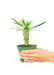 Small size Madagascar Palm in a growers pot with a white background and a hand holding the pot