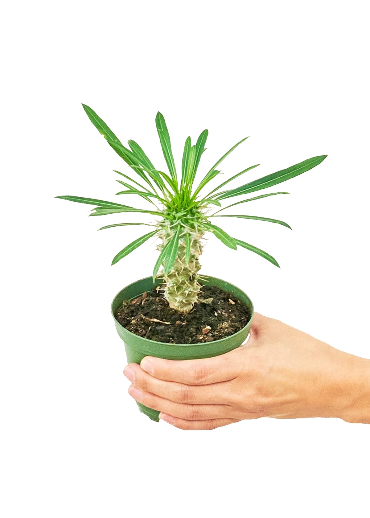 Small size Madagascar Palm in a growers pot with a white background with a hand holding the pot to show top view