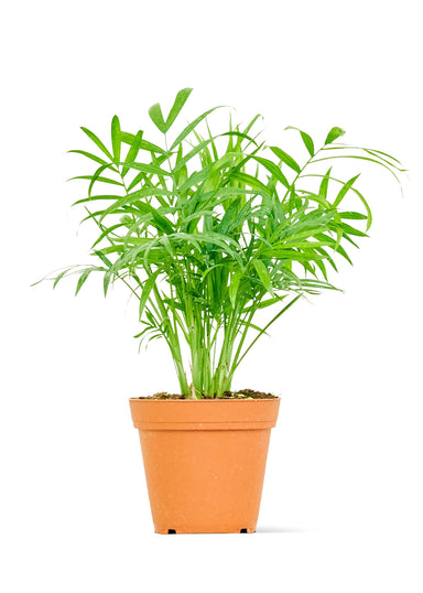 Small size Parlor Palm plant in a growers pot with a white background
