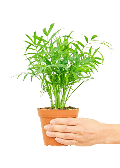Small size Parlor Palm plant in a growers pot with a white background with a hand holding the pot