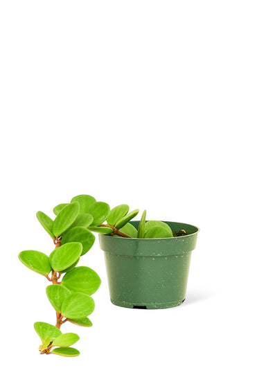 Small Size Peperomia Hope Plant in a growers pot with a white background