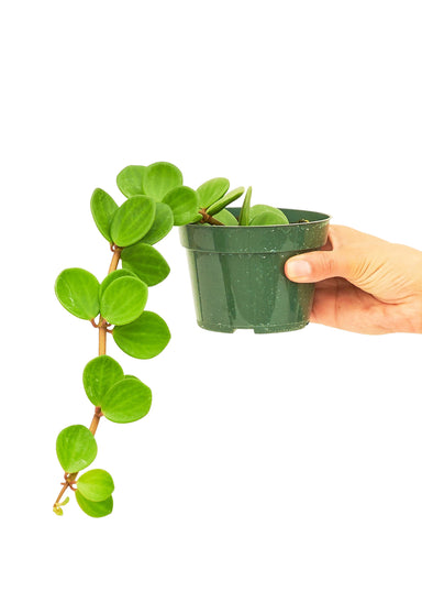 Small Size Peperomia Hope Plant in a growers pot with a white background with a hand holding the pot
