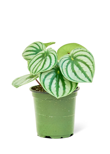 Small size Watermelon Peperomia Plant in a growers pot with a white background