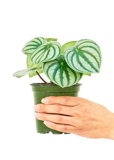 Small size Watermelon Peperomia Plant in a growers pot with a hand holding the pot