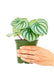 Small size Watermelon Peperomia Plant in a growers pot with a hand holding the pot