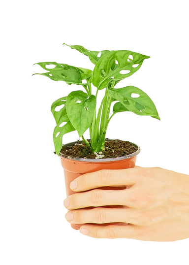 Small size Swiss Cheese Vine Plant in a growers pot with a white background with a hand holding the pot