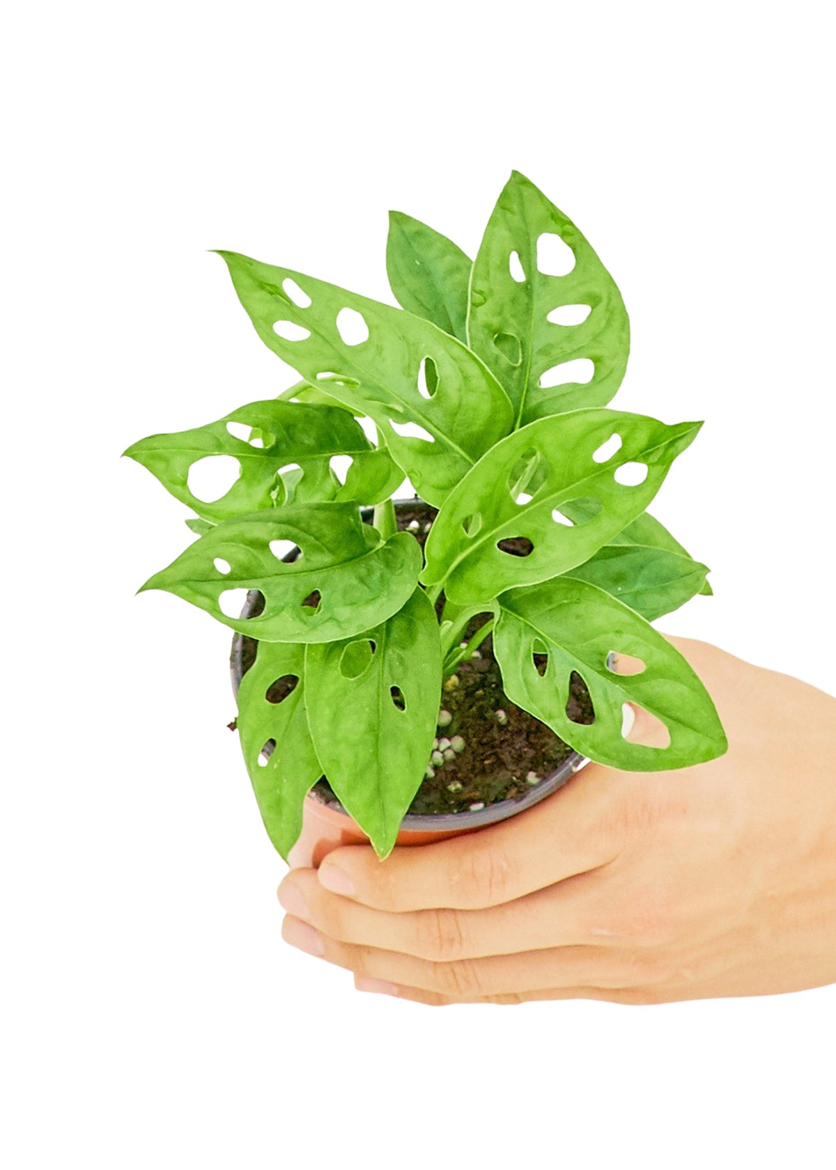 Small size Swiss Cheese Vine Plant in a growers pot with a white background with a hand holding the pot showing the top view