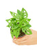Small size Swiss Cheese Vine Plant in a growers pot with a white background with a hand holding the pot showing the top view