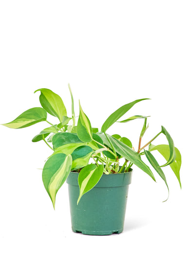 Small size Philodendron Brazil Plant in a growers pot with a white background
