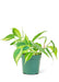 Small size Philodendron Brazil Plant in a growers pot with a white background