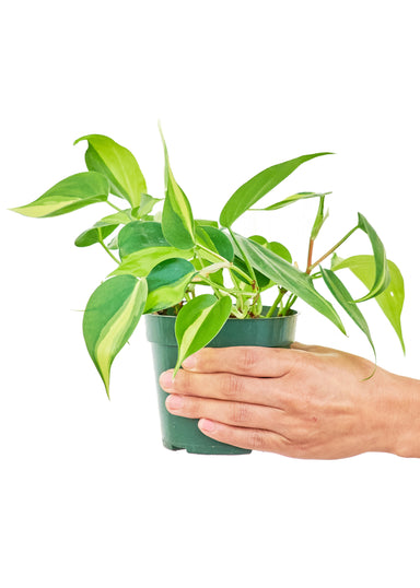 Small size Philodendron Brazil Plant in a growers pot with a white background with a hand holding the pot