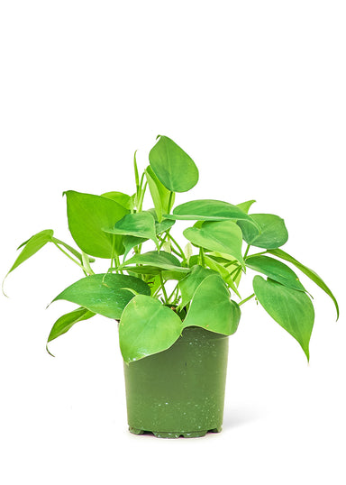 Small size Sweetheart Philodendron Plant in a growers pot with a white background