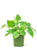 Small size Sweetheart Philodendron Plant in a growers pot with a white background