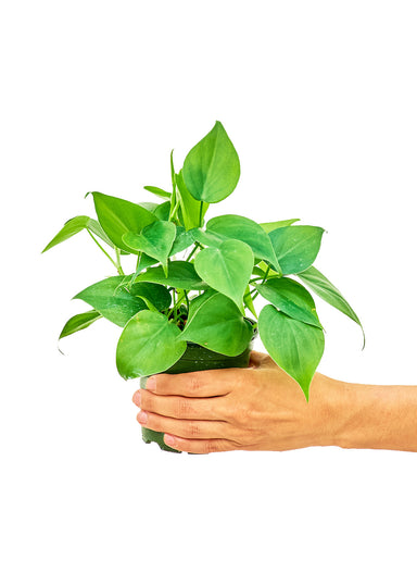 Small size Sweetheart Philodendron Plant in a growers pot with a white background with a hand holding the pot