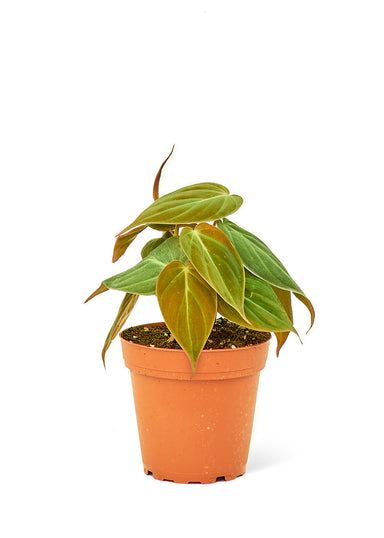 Small size Velvet Leaf Philodendron Plant in a growers pot with a white background