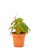 Small size Velvet Leaf Philodendron Plant in a growers pot with a white background