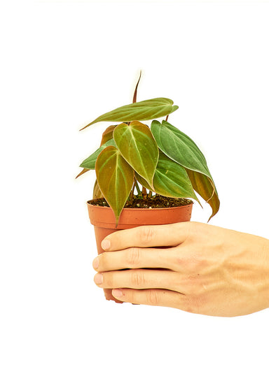 Small size Velvet Leaf Philodendron Plant in a growers pot with a white background with a hand holding the pot