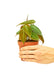 Small size Velvet Leaf Philodendron Plant in a growers pot with a white background with a hand holding the pot