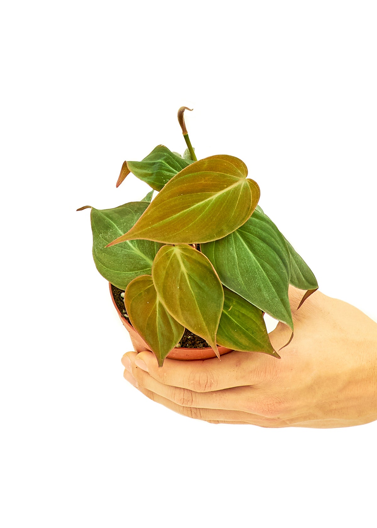Small size Velvet Leaf Philodendron Plant in a growers pot with a white background with a hand holding the pot to show the top view
