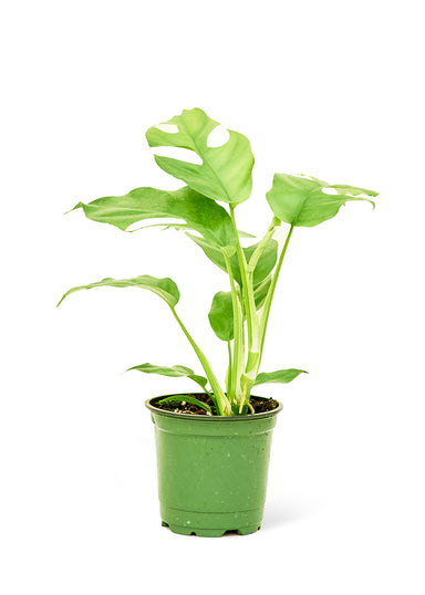 Small size Mini Monstera Plant in a growers pot with a white background