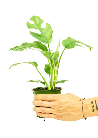 Small size Mini Monstera Plant in a growers pot with a white background with a hand holding the pot