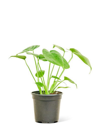 Small Monstera Swiss Cheese Plant in a growers pot with a white background