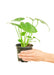 Small Monstera Swiss Cheese Plant in a growers pot with a white backgrounds with a hand holding the pot