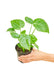 Small Monstera Swiss Cheese Plant in a growers pot with a white background with a hand holding the pot to see the top view