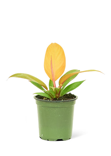 Small Philodendron Prince of Orange Plant in a growers pot with a white background