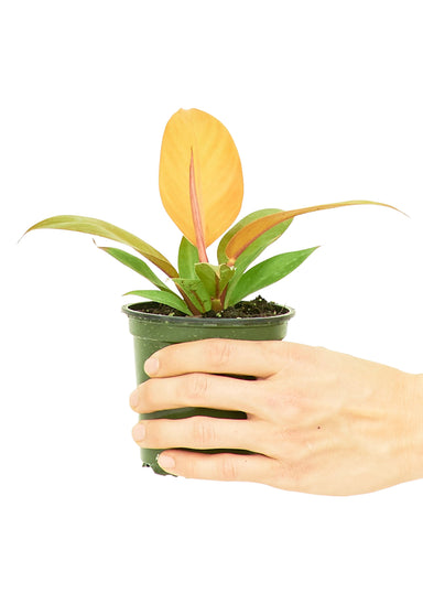 Small Philodendron Prince of Orange Plant in a growers pot with a white background and a hand holding the pot