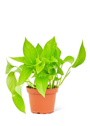 Small size Golden Pothos Plant in a growers pot with a white background