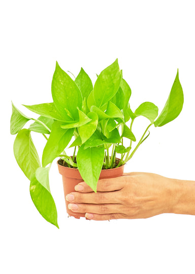 Small size Golden Pothos Plant in a growers pot with a white background and a hand holding the pot