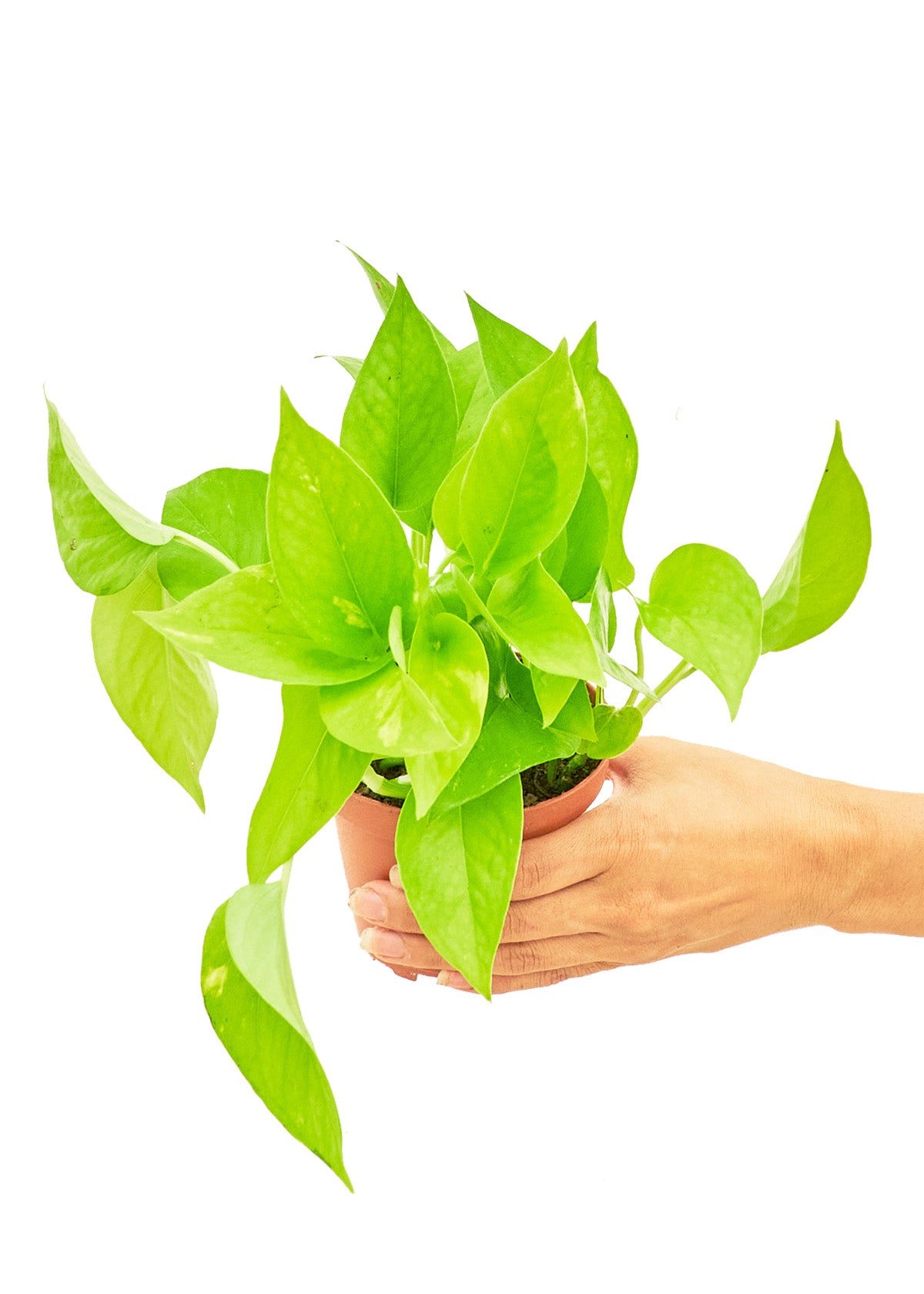 Small size Golden Pothos Plant in a growers pot with a white background and a hand holding the pot showing the top view