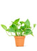 Small sized Jade Pothos Plant in a growers pot with a white background